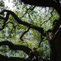 Mister Bailey的照片