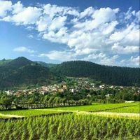 omid ahmadzadeh's Photo