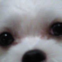 Kinoshita Mika的照片