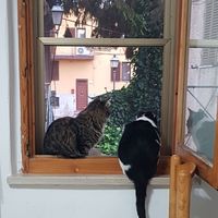 Antonio Zurino的照片