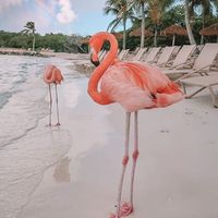 Ich Bin Königin's Photo