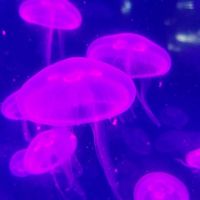 Фотографии пользователя Johnny Lopez