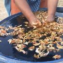 Organic Holi Celebration's picture