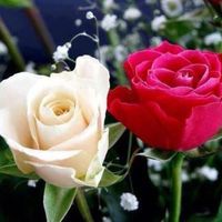 Ahmad Noormohammadi's Photo