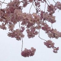 Däläl Flower's Photo