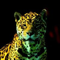 Fotos de Ruben Zečević