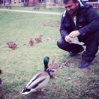 Romantic  Romeo's Photo