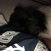 Alex Grontis的照片