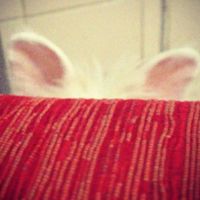 Janaina Dente的照片