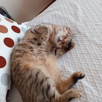 George Psarras的照片