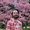Adam Cully's Photo