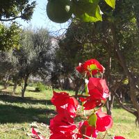 zitouni rahma的照片