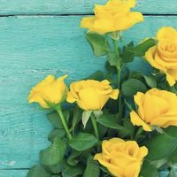 melodyofdesert的照片