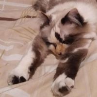 Zayerina Romero的照片