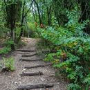 Forest escape within city boundaries's picture