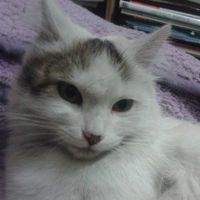 Marina Villa的照片