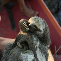 Anas Alhilal's Photo