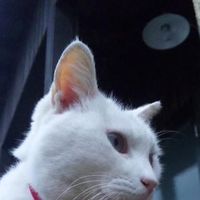 Chihiro Haraguchi's Photo