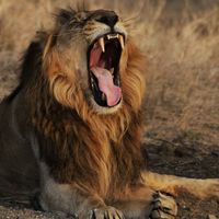 chirag ranva's Photo