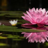 Ziba Khanoom's Photo