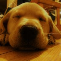 Morgane BELLANGER的照片