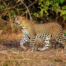 Wilpattu National Park 's picture