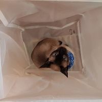 Sinan Parmar's Photo