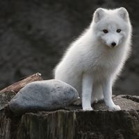 puke phuong的照片