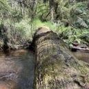 Starling Gaps Loop的照片