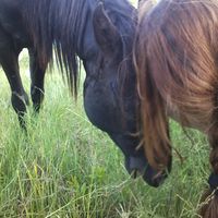 nassoo Ramak的照片