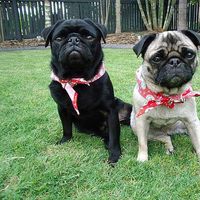 Cat and Joe In Oz的照片