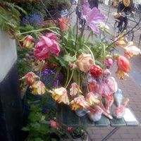 Dominique Sanders的照片