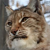 Maxim Koltsov的照片