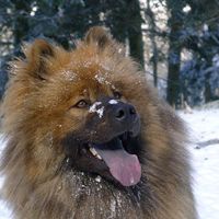 Faïka Eurasier's Photo