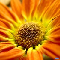 Tisa Vizek Borovina's Photo