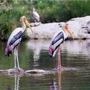 NANDUR MADMESHWAR BIRD SANCTUARY VISIT's picture