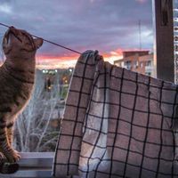 Elene Batsanadze's Photo