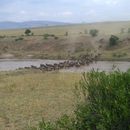 Africa’s Great Wildebeest Migration Safari's picture