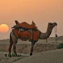 Desert Safari Camp In Jaisalmer 's picture