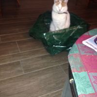 Leila Steines's Photo