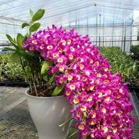 Fotos de Chris Kamnenov