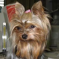 BRISA YORKIE's Photo