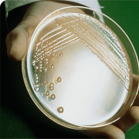 Saeedeh Sadat Fatemizadeh's Photo