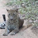 Safari Wilpattu National Park's picture