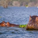 Jamhuri Day Lake Naivasha Getaway's picture