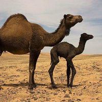 moha mustapha hassan Africa mama's Photo