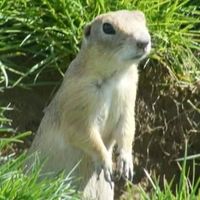 Ibrahhim Albal's Photo