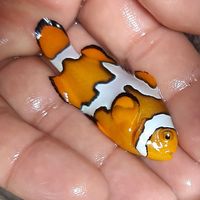 saeed Shokoohiyan's Photo