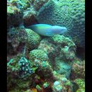 Diving in Red Sea 's picture