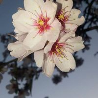 Lee Shemesh的照片